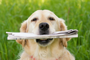 Fastest Options for ESA Letters: What’s Legitimate and What Actually Matters
