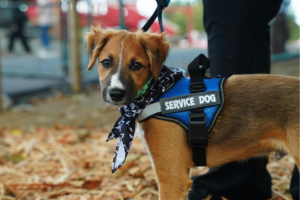 Service Dog vs ESA Dog