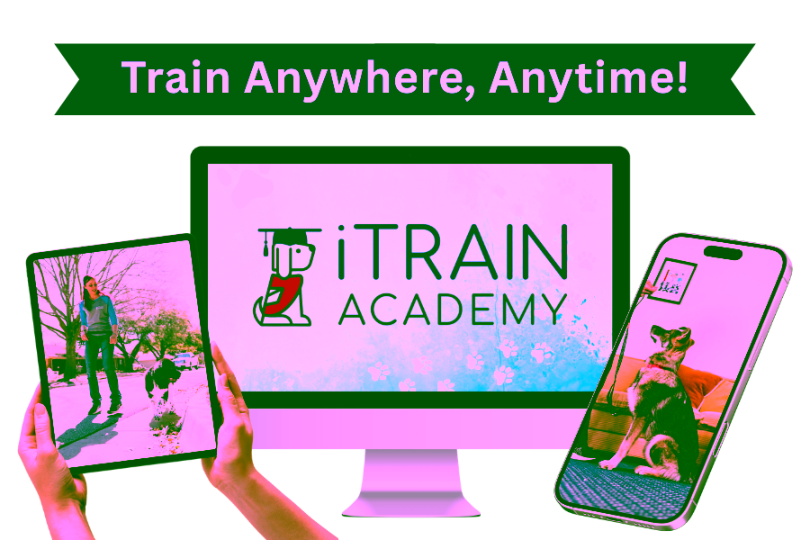 Get iTrain Academy Service Dog Training anytime, anywhere