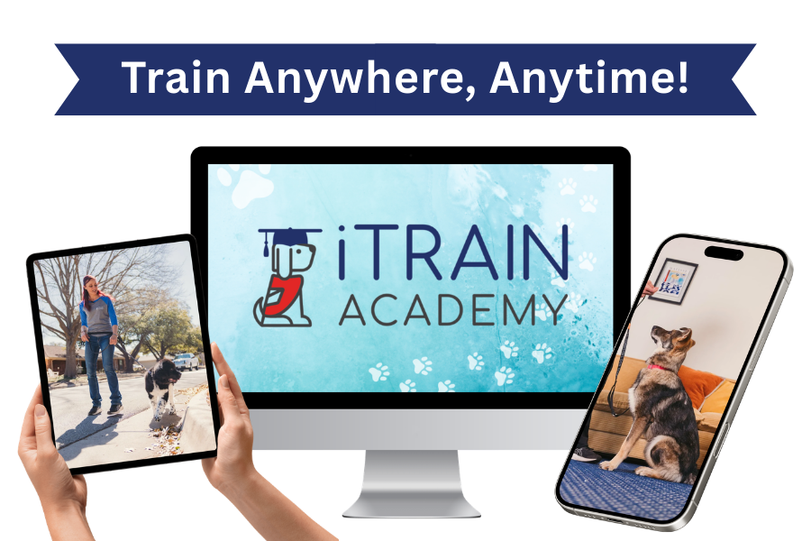 Get iTrain Academy Service Dog Training anytime, anywhere