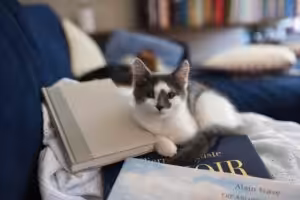Emotional Support Cat laying on a bed with books.