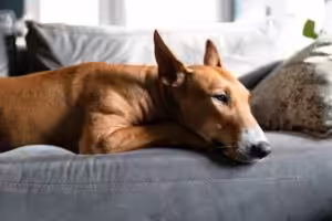 Emotional Support Dog laying on a couch
