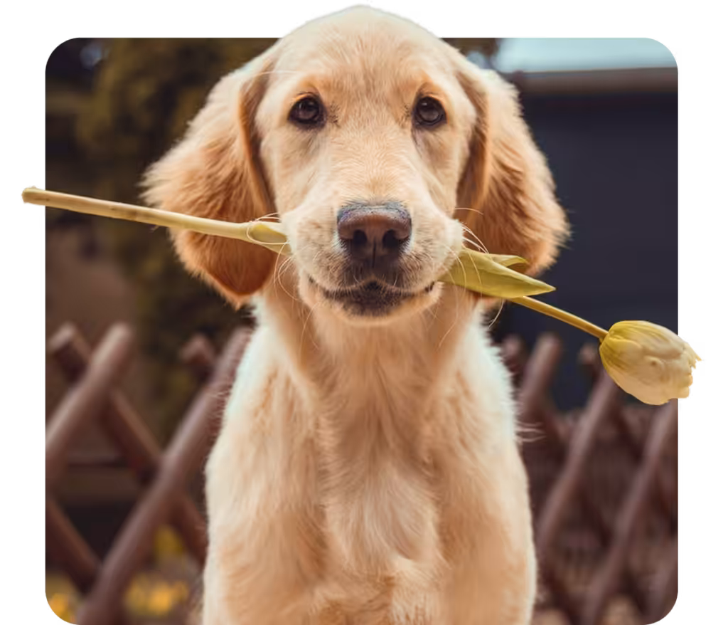 Emotional support dog with a flower in it's mouth