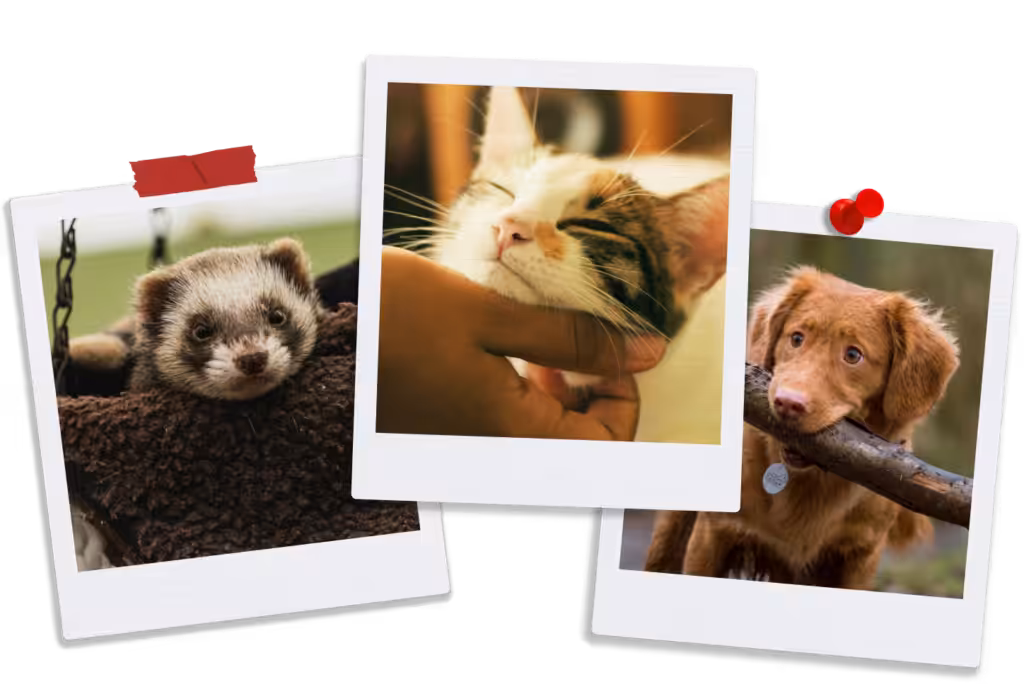 Polaroids of 3 Emotional Support Animals, a ferret, a cat and a dog.
